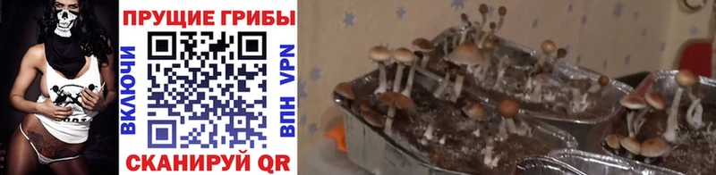 Галлюциногенные грибы мухоморы  Михайлов 